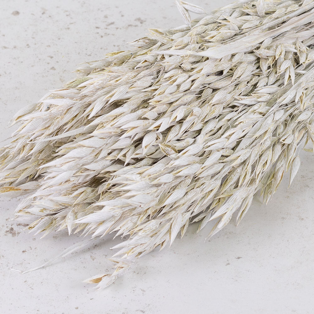Dried Oats White (60cm+) (100stems)