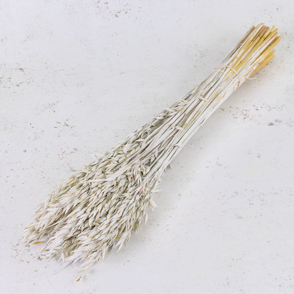 Dried Oats White (60cm+) (100stems)