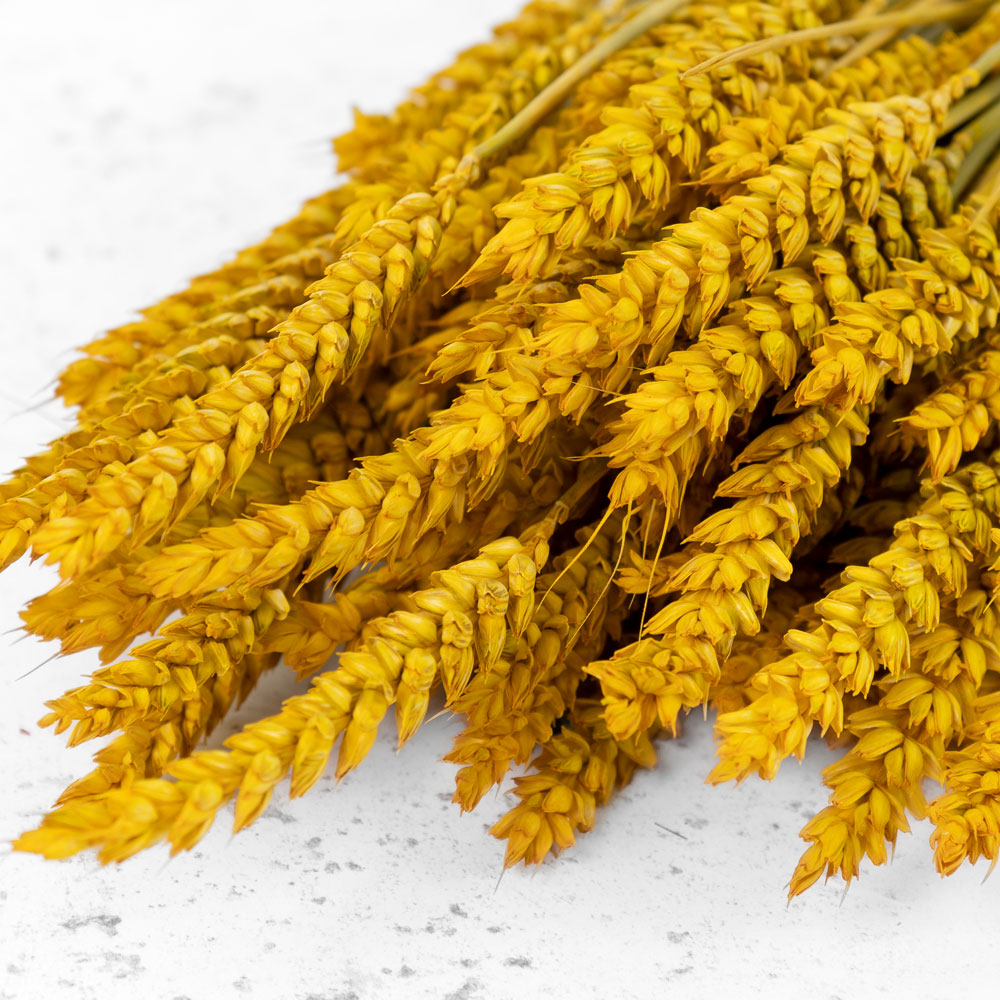 Dried Wheat Yellow (100+ Stems)