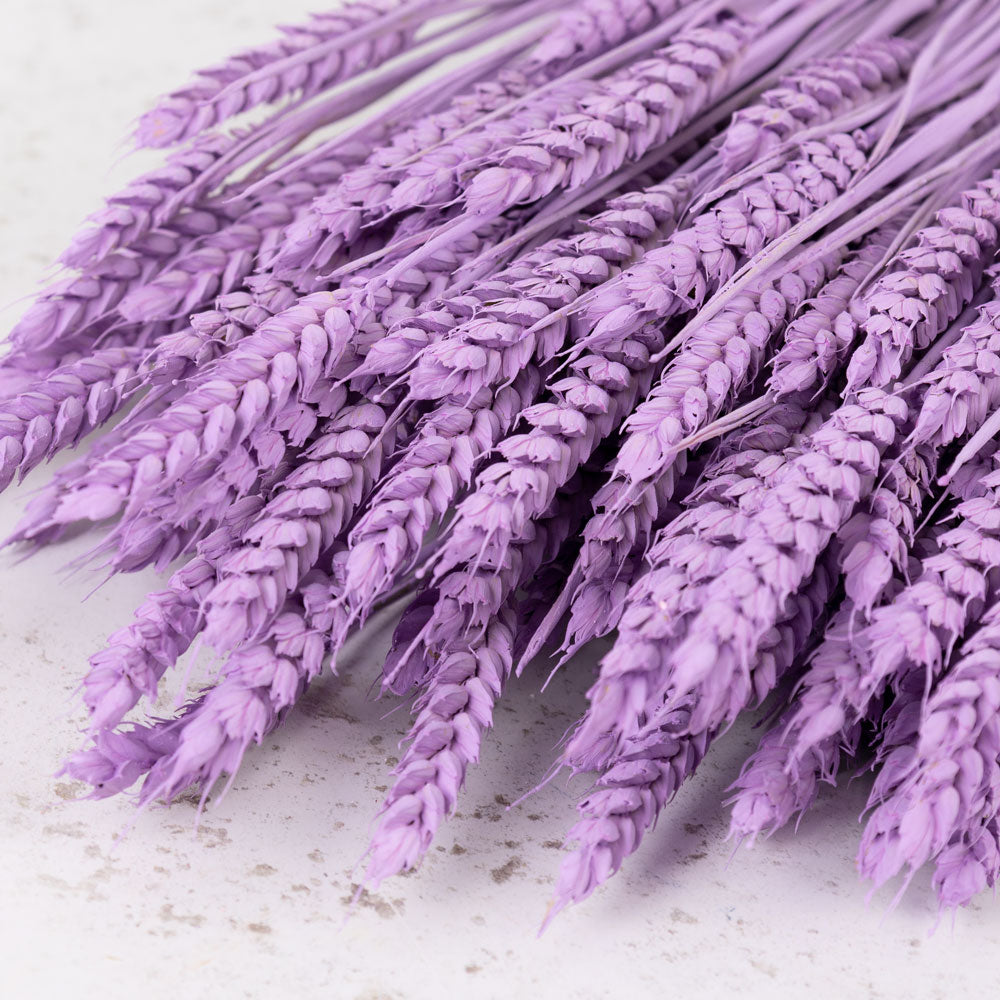 Dried Wheat Lilac (100+ Stems)