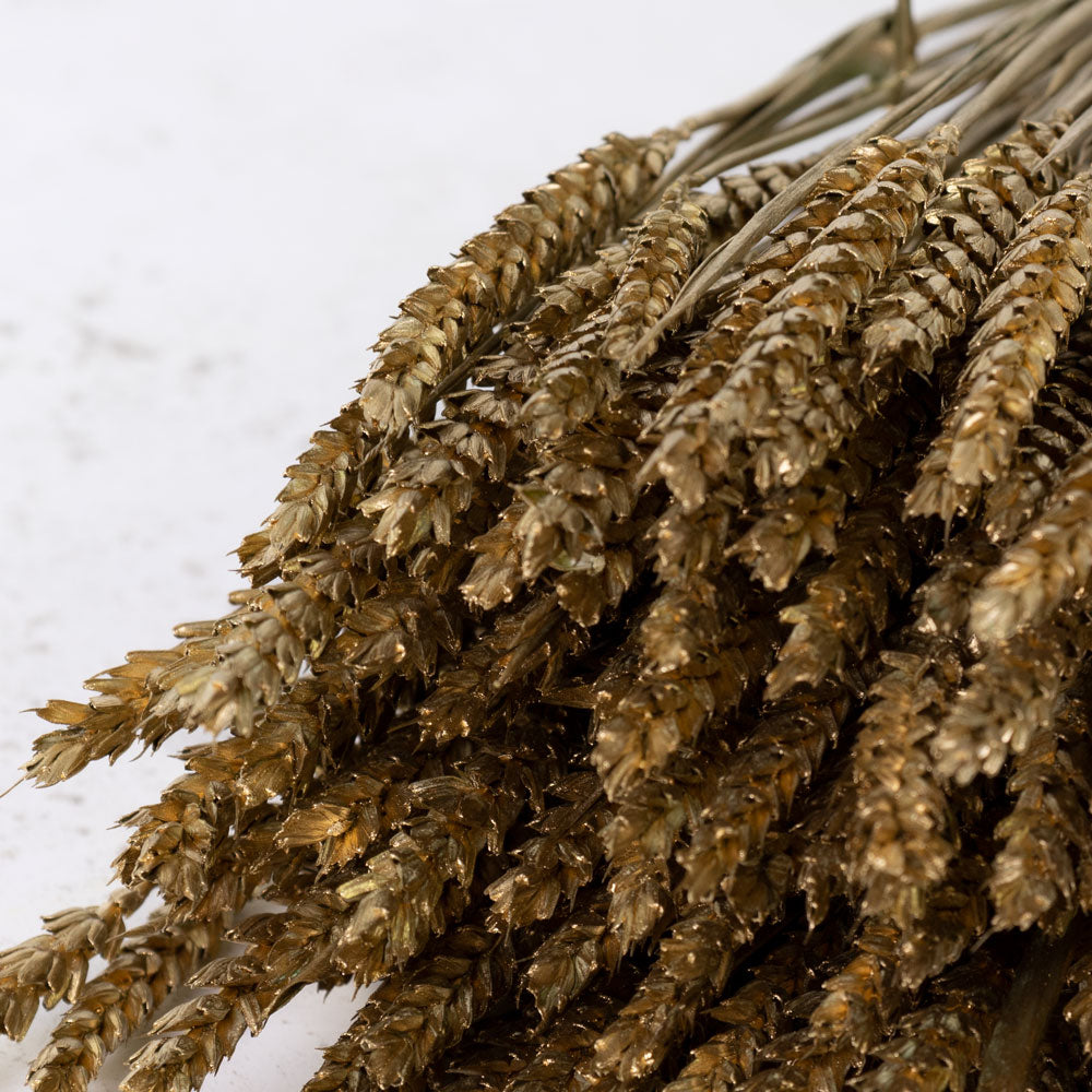 Dried Wheat Metallic Gold (100+ Stems)