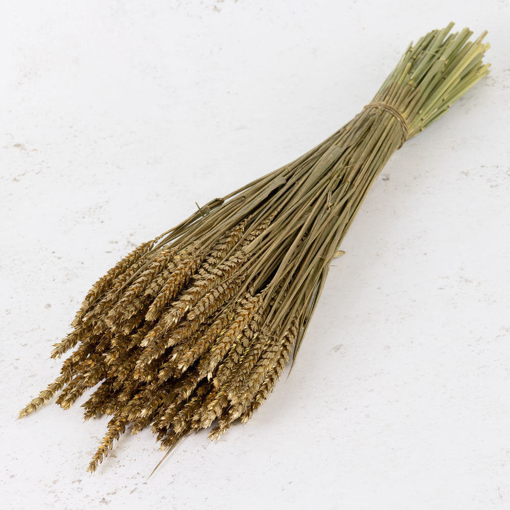 Dried Wheat Metallic Gold (100+ Stems)
