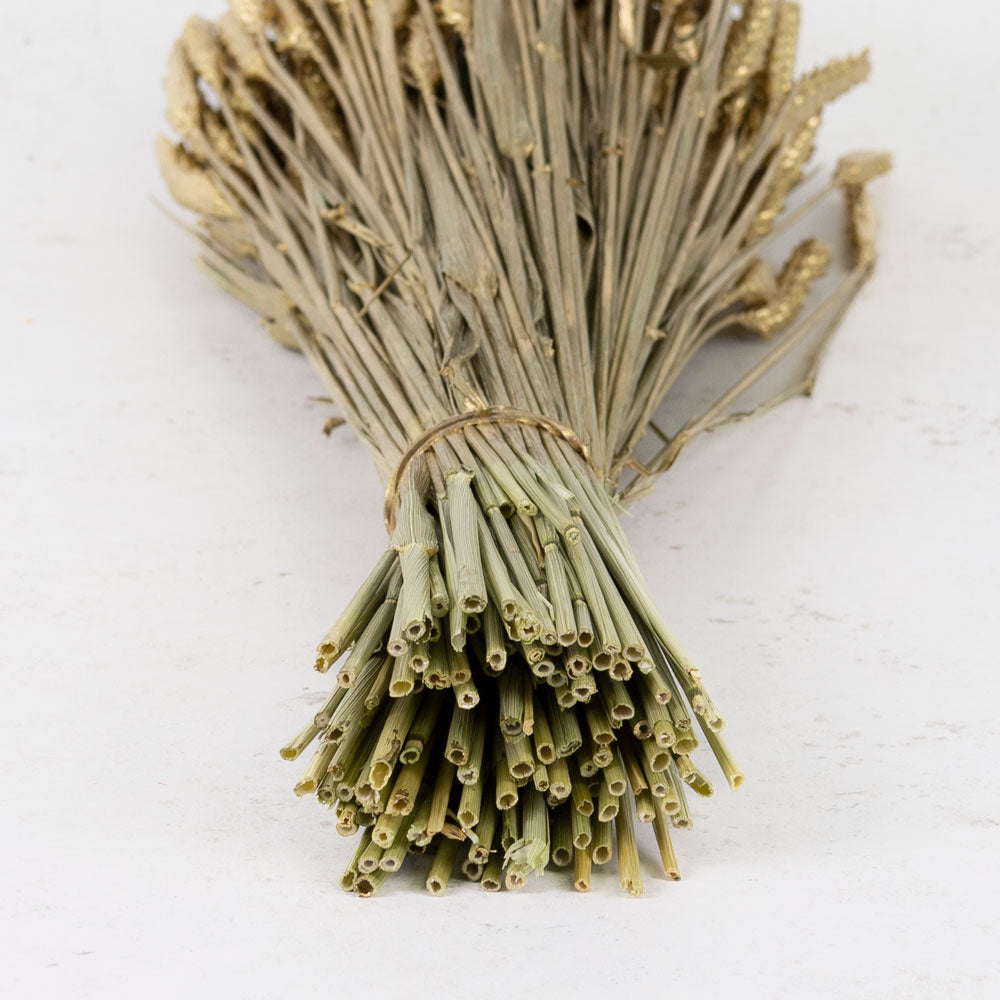 Dried Wheat Metallic Gold (100+ Stems)