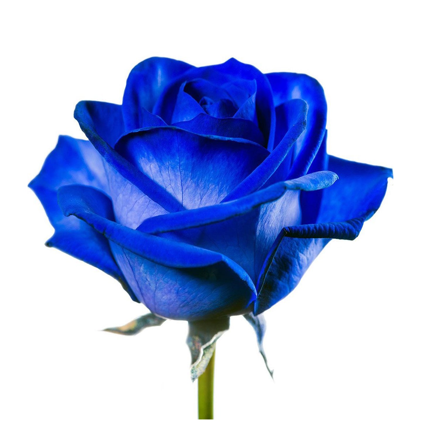 Rose Dyed Blue Mondial (×10) 60cm