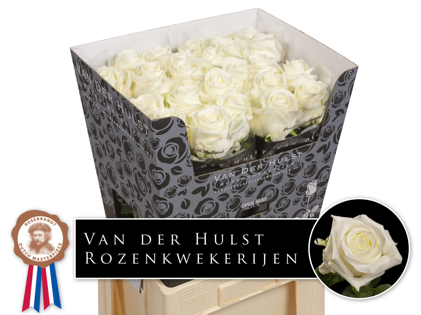 Rose Intense White Noelia (×10) 60cm (Collection or local delivery only, bruises too easily for shipping)