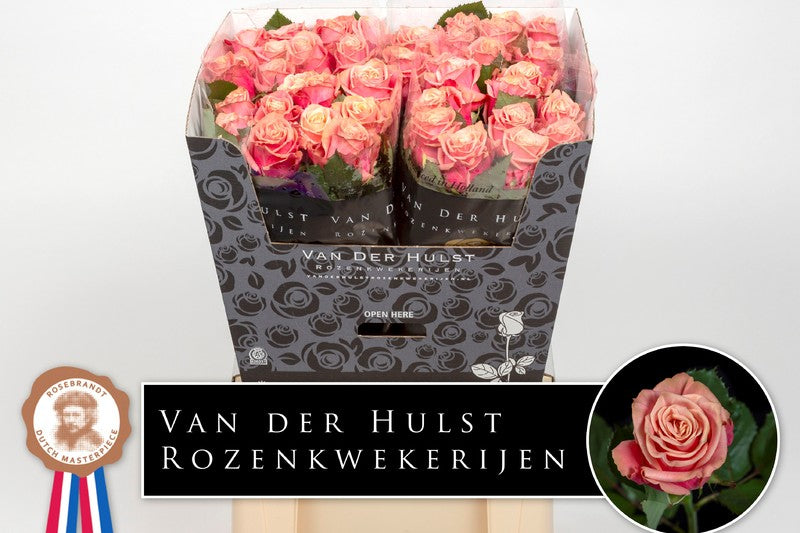 Rose Coral/Peach Adele (×10) 60cm