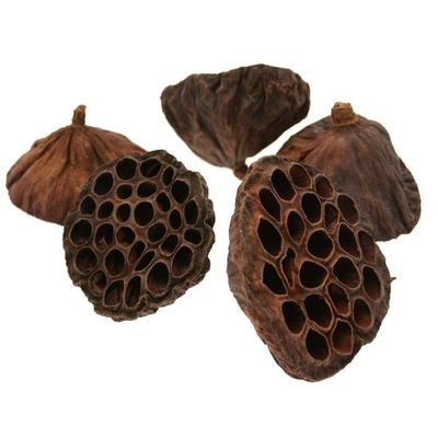 Dried Lotus Heads