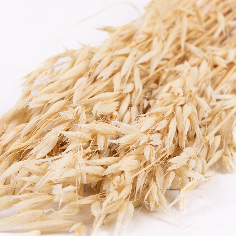 Dried Oats Bleached (60cm+) (100stems)