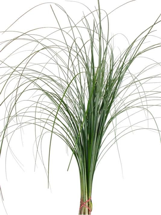 Beargrass bunch (60cm+)