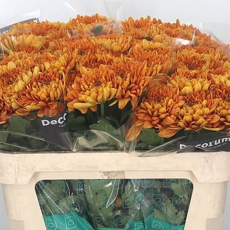 Chrysanthemum Bellavista Orange Bloom (X10) (60-70cm)