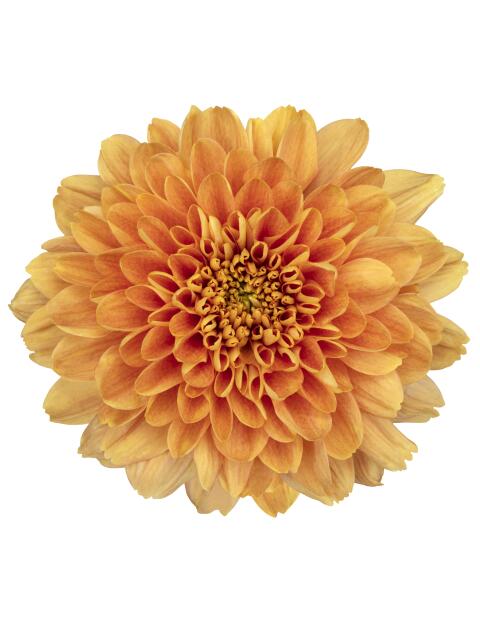 Chrysanthemum Kalimba Orange Bloom (X10) (60-70cm)