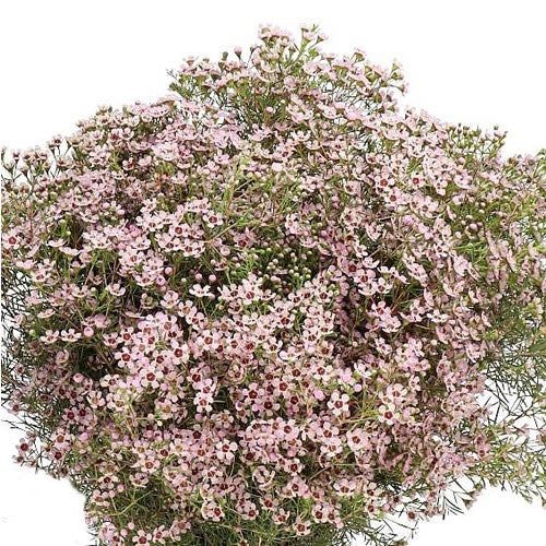 Waxflower Pink (60cm)