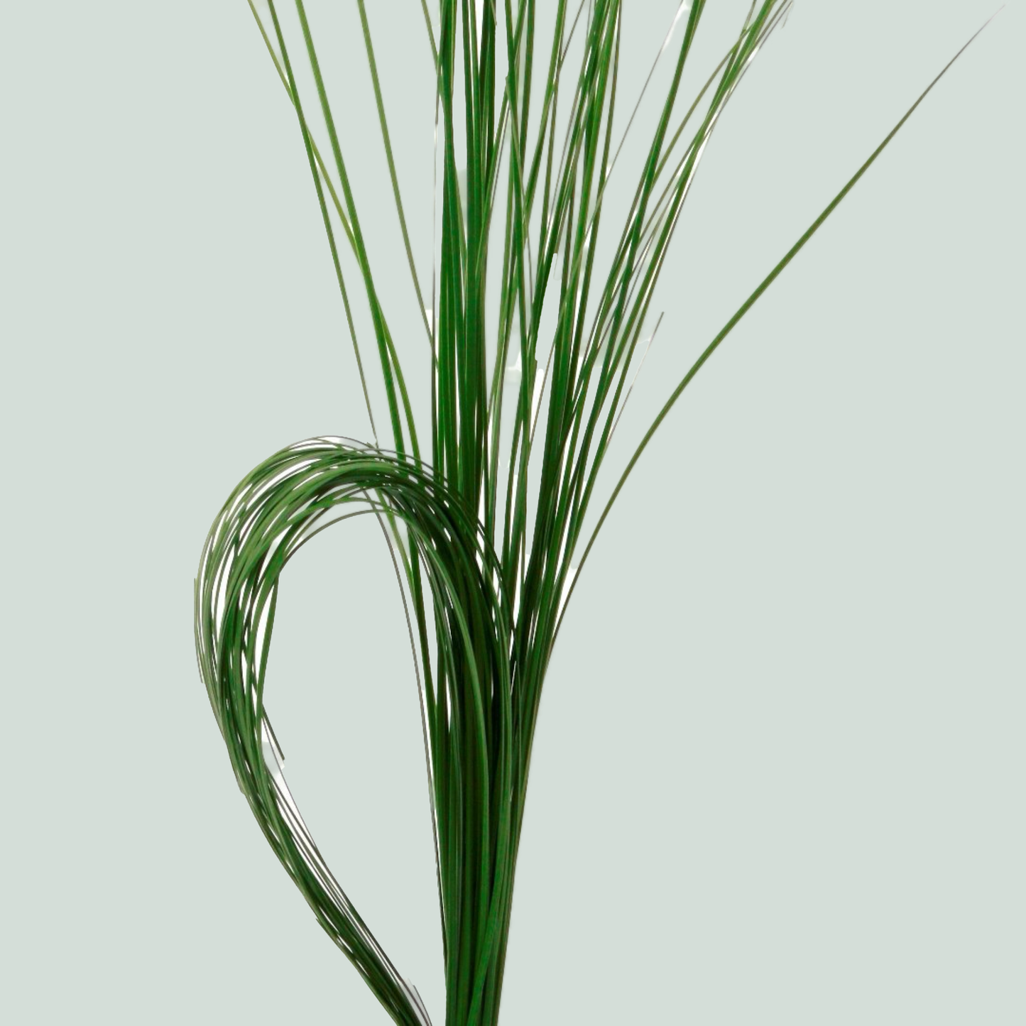 Steelgrass bunch (75cm+)