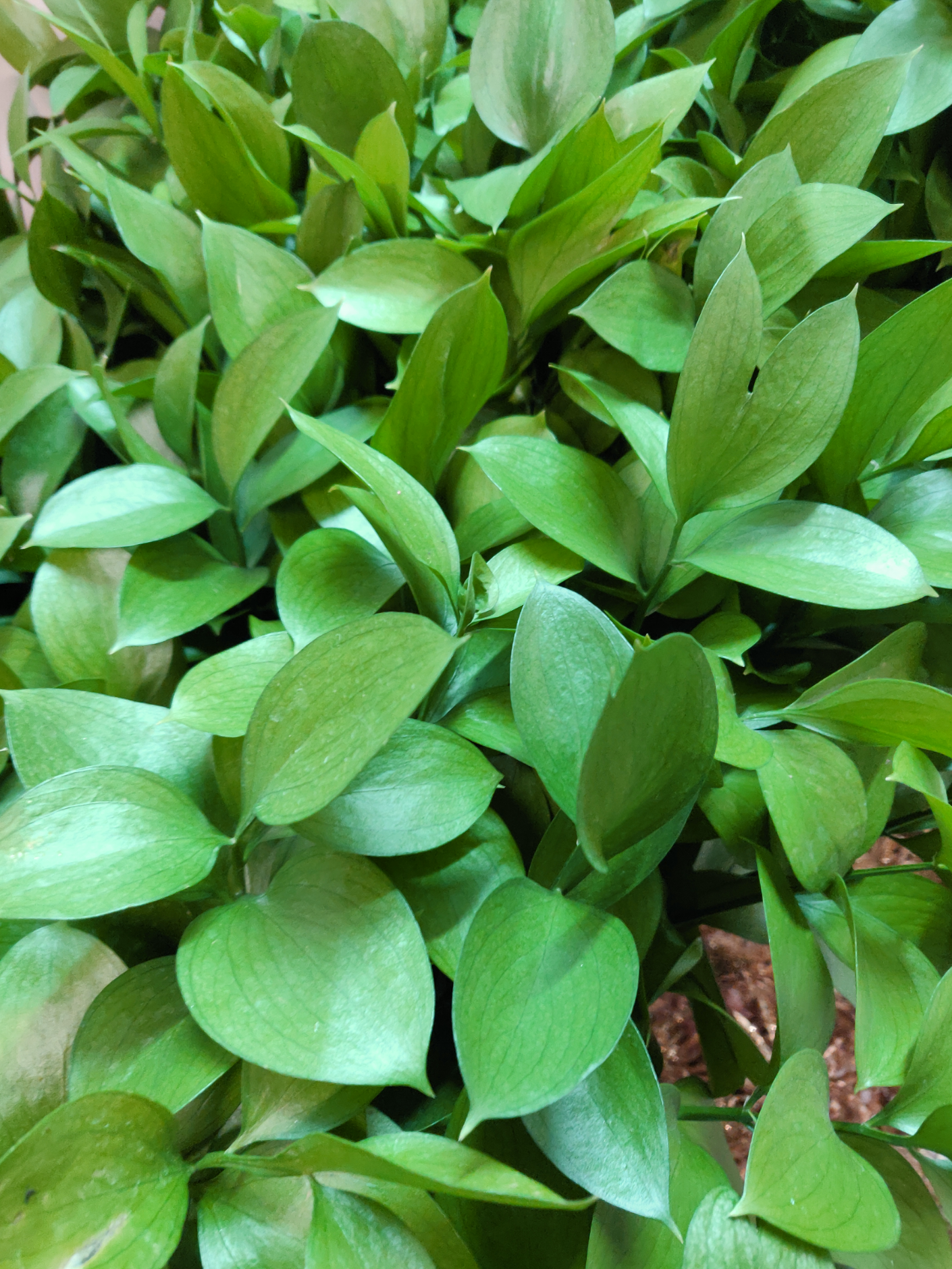 Ruscus Hard (60cm) (×10 Stems)