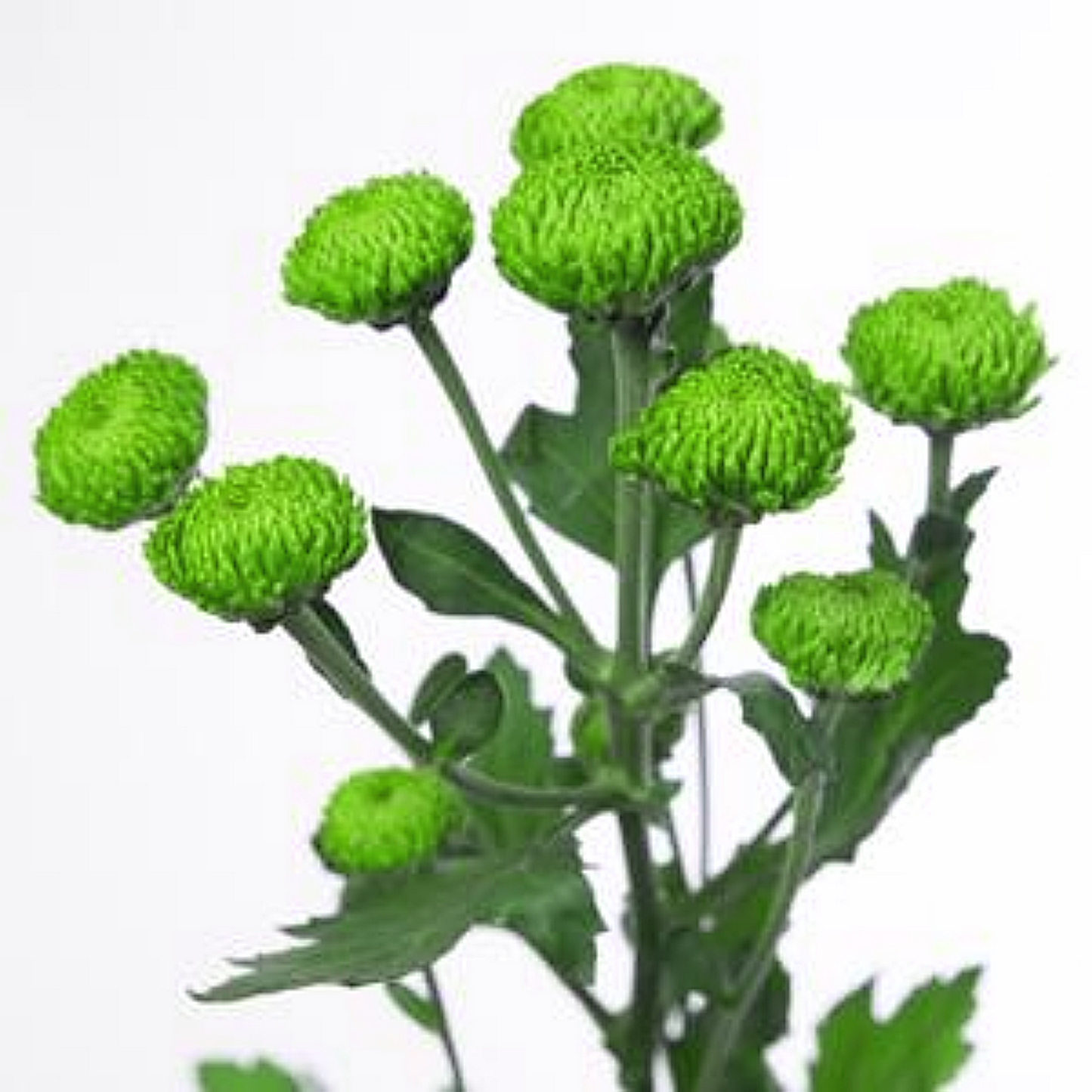 Chrysanthemum Deligreen (Kermit) Bunch (70cm)(×5 Stems)