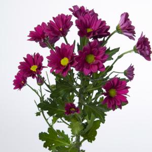 Chrysanthemum Purple Star Bunch (70cm)(×5 Stems)