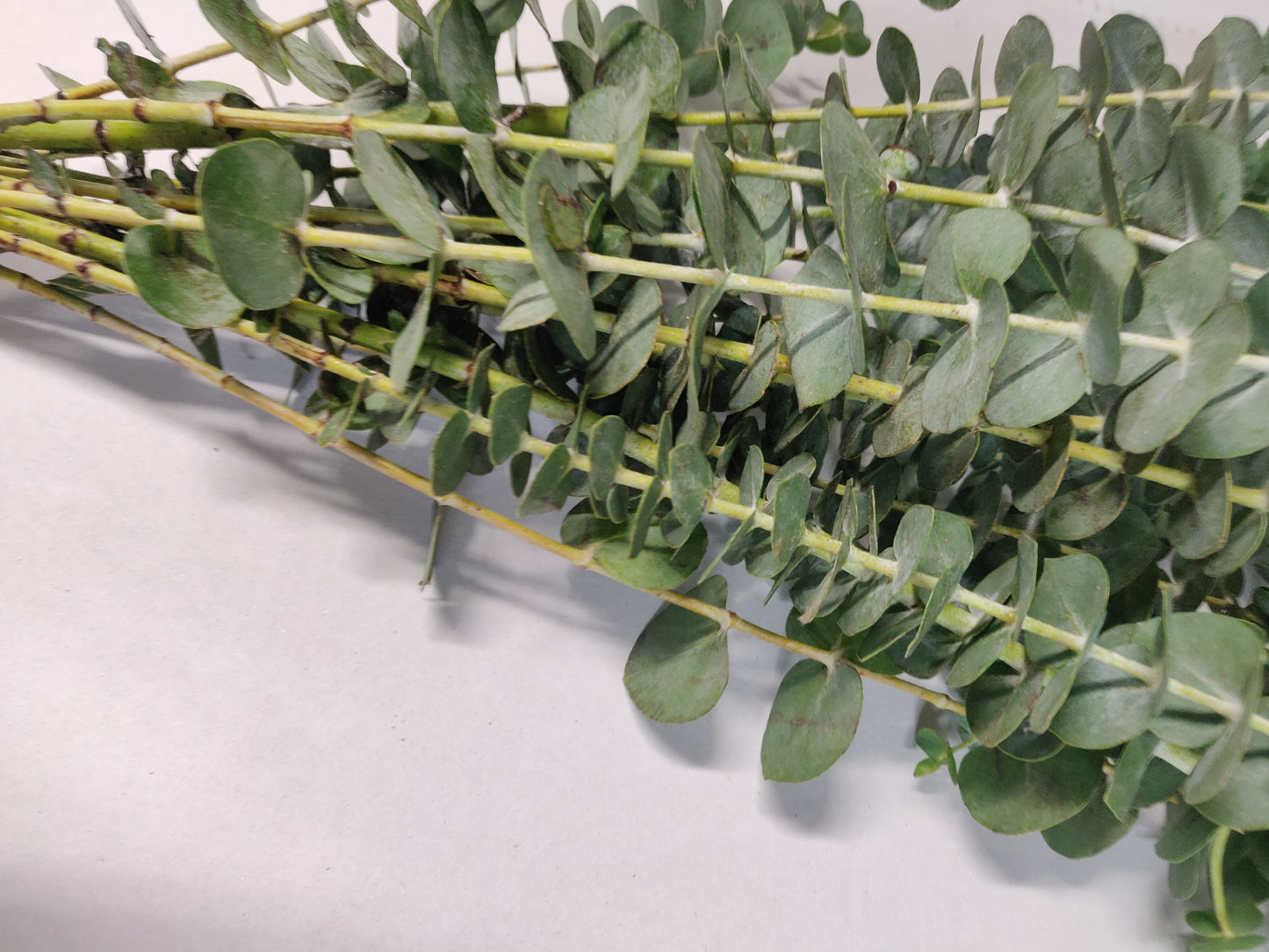 Eucalyptus Baby Blue Bunch (300g) (60-70cm)