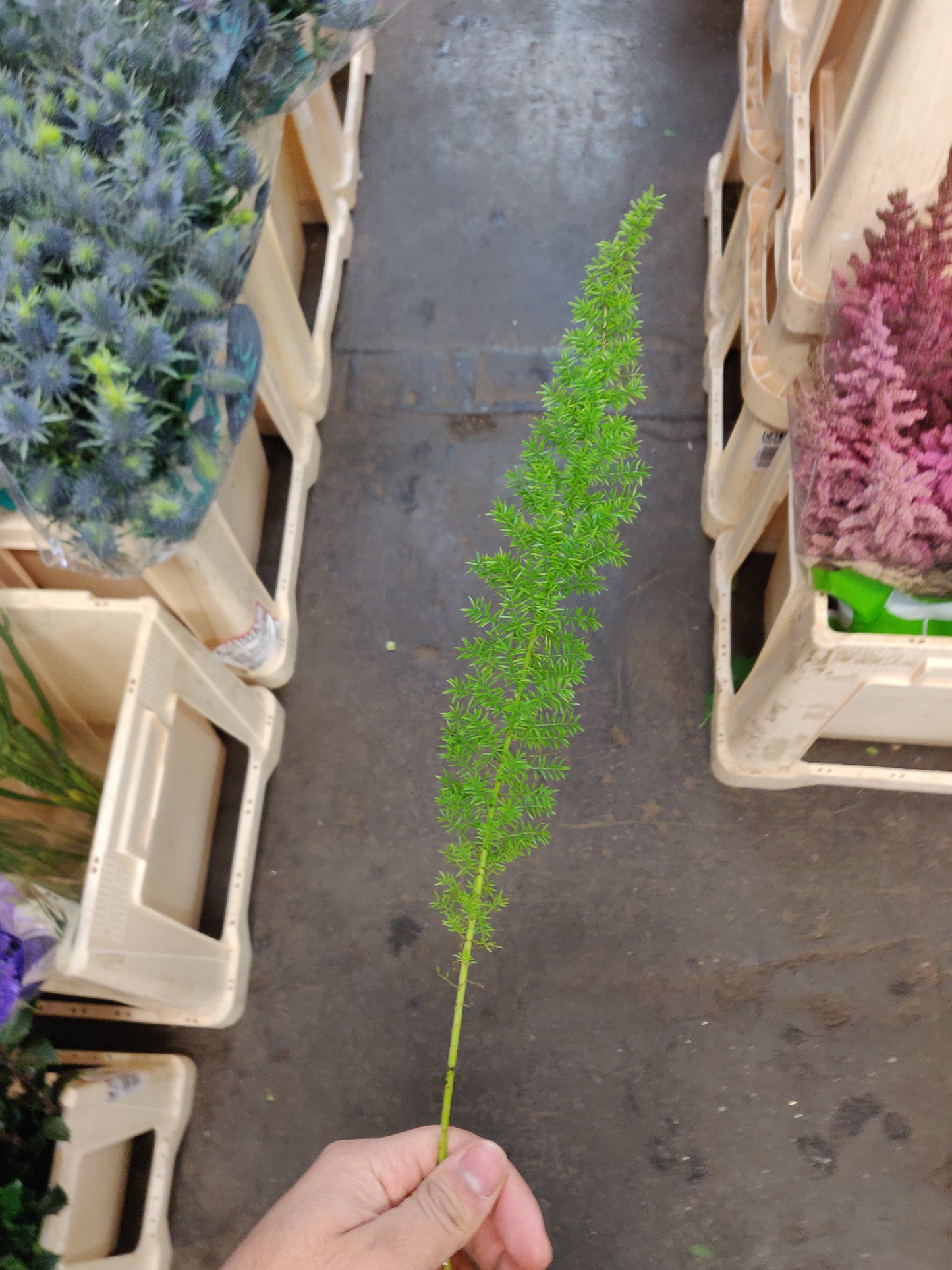 Asparagus Myers Fern (×5 Stems) (40-50cm)