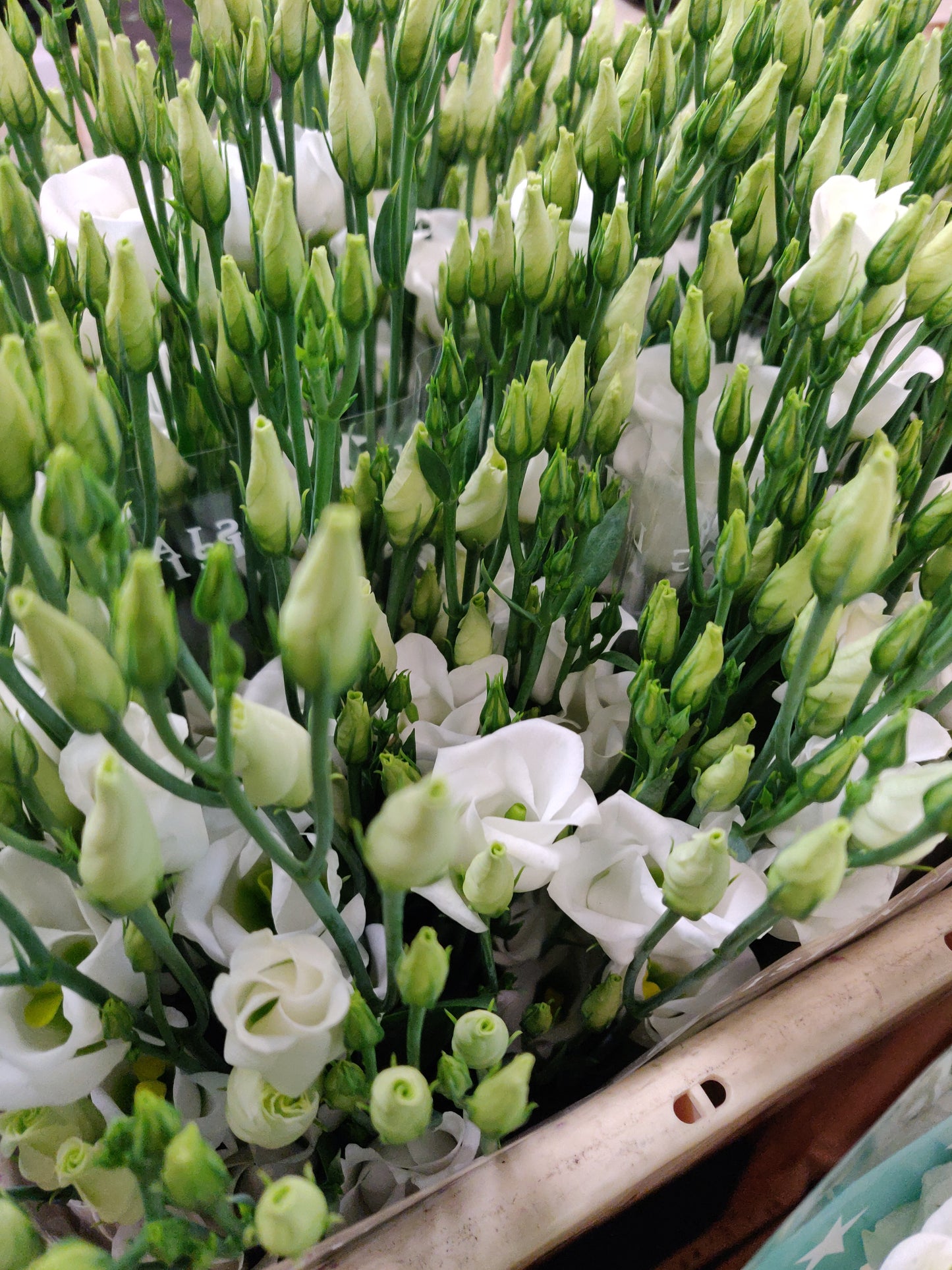 Lisianthus (Eustoma) White (10 Stems) (60-70cm)