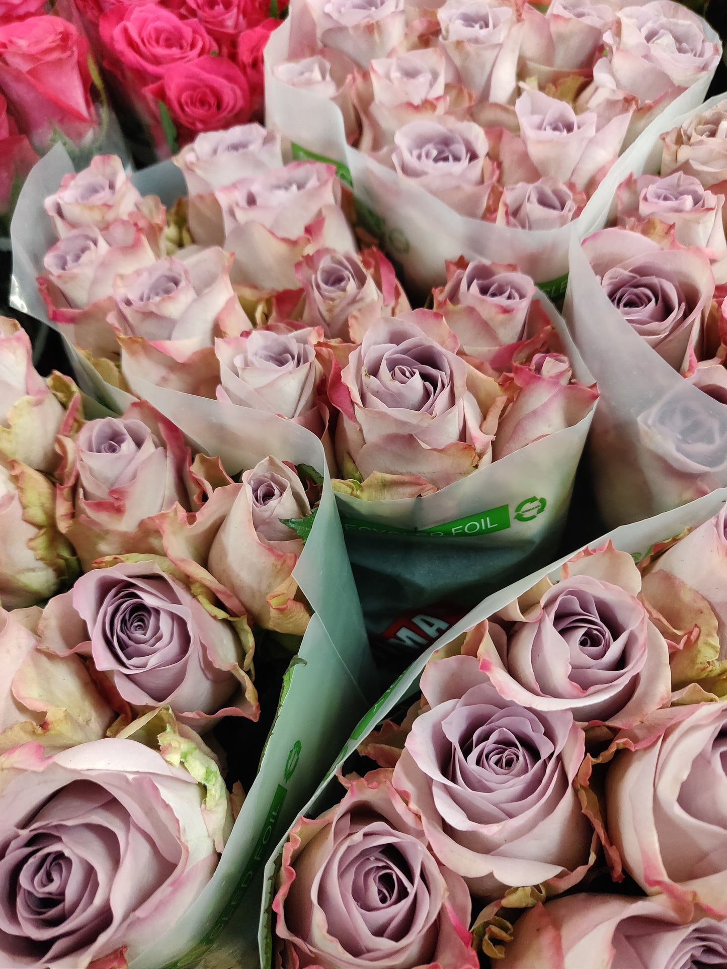 Rose Lilac Memory Lane (×10) 60cm