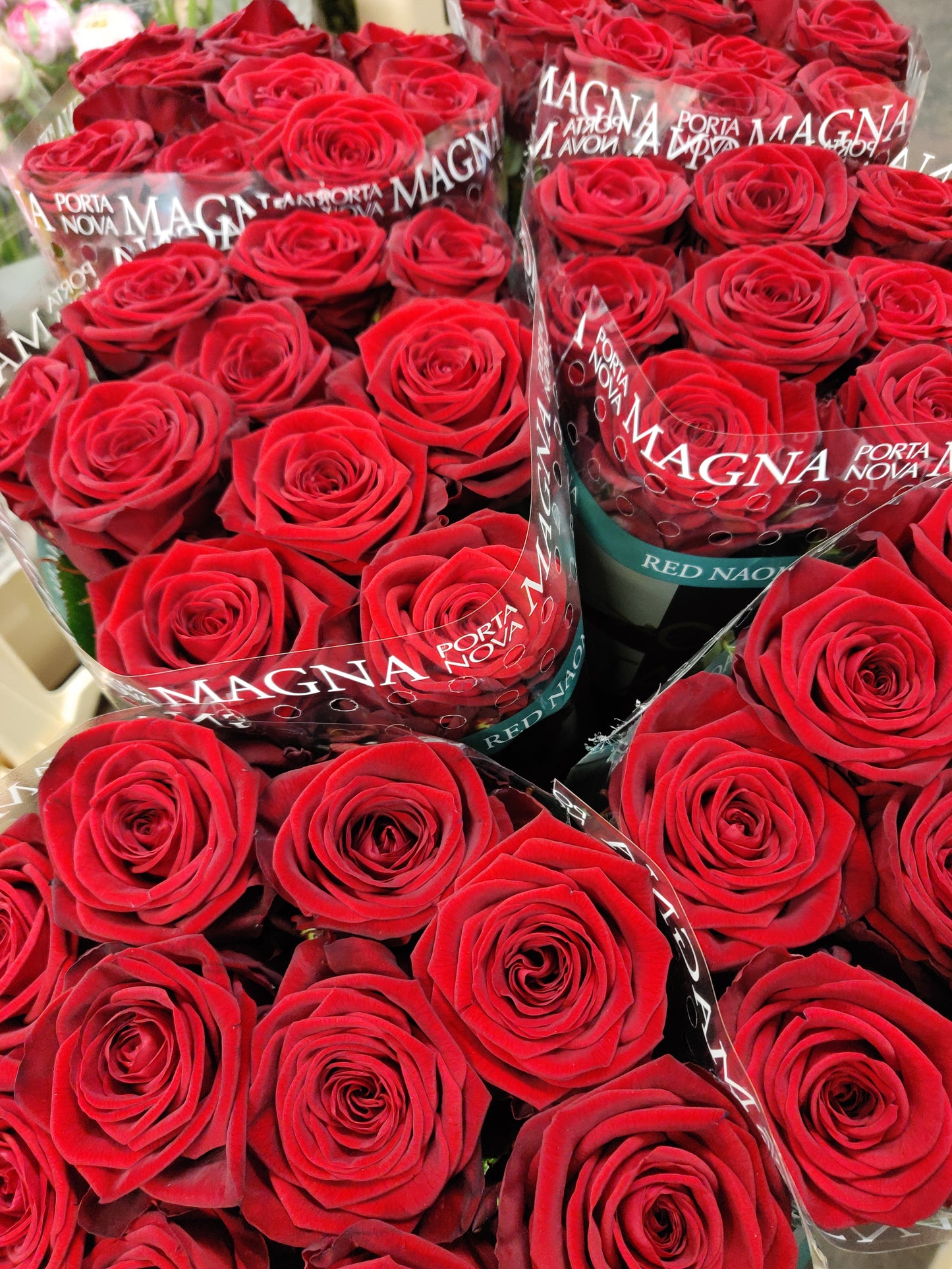 Premium Rose Red Naomi (×10) 60cm (Red Naomi Roses)