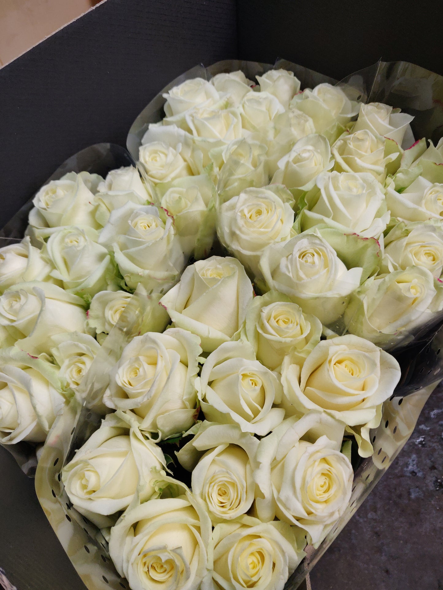 Rose Avalanche Ivory (×10) 55cm+
