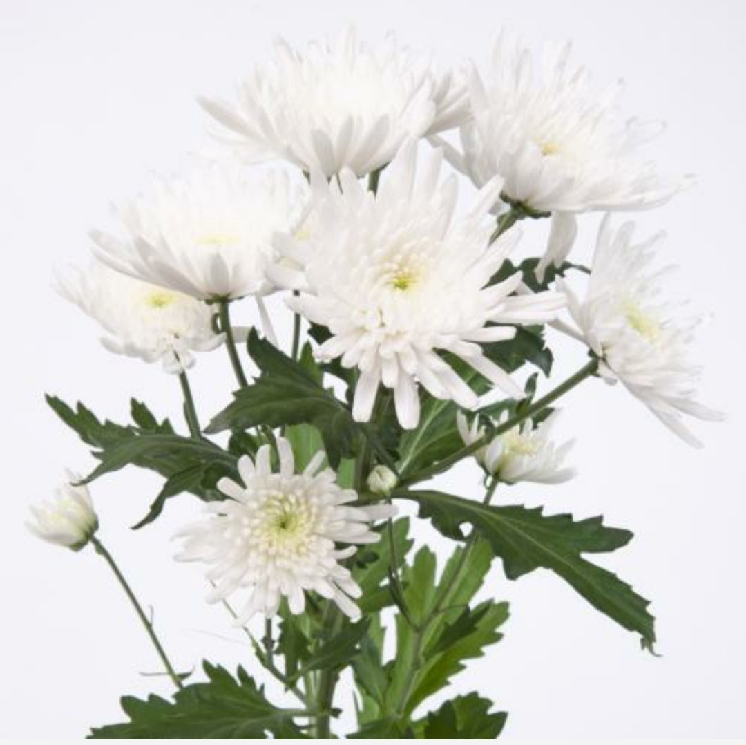 Chrysanthemum Spider Topspin Bunch (70cm)(×5 Stems)
