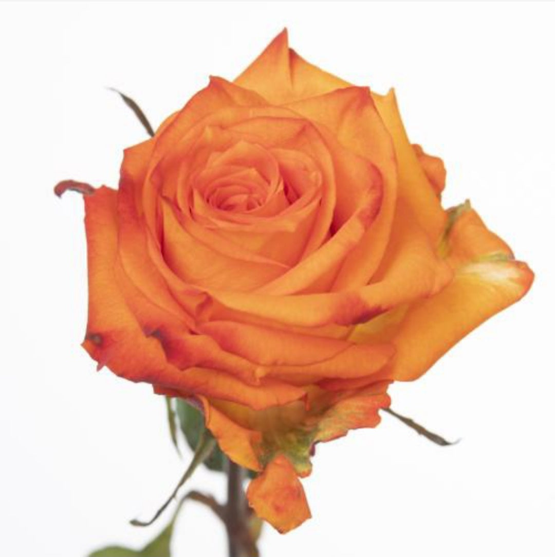 Rose Orange Confidential (×10) 60cm