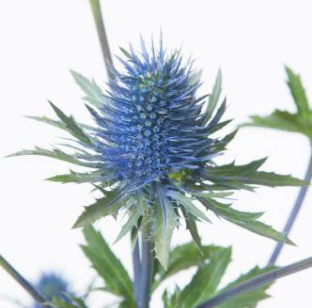 Eryngium (×10 Stems) (50cm)