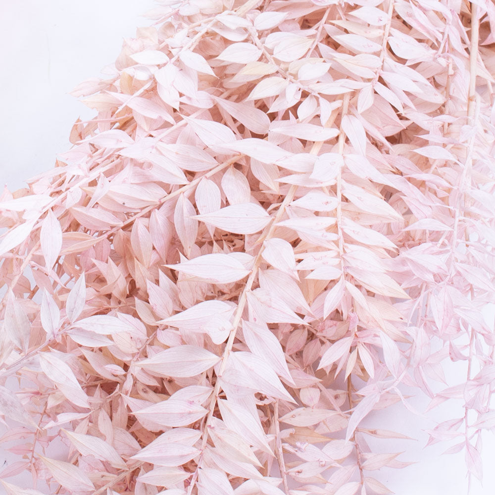 Ruscus Bleched, Preserved, Light Pink