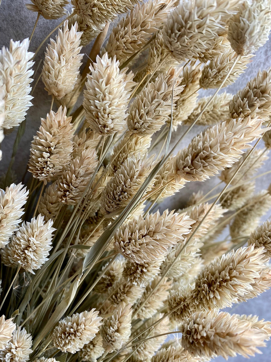 Dried Natural Phalaris Grass (Canary Grass) Bunch (100+ Stems)