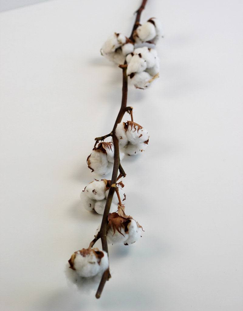 Preserved Cotton Stems