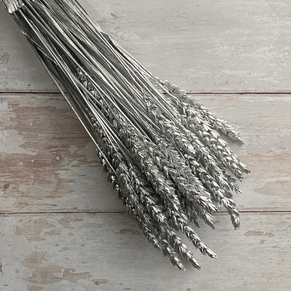 Sprayed Silver Dried Wheat (100+ Stems)