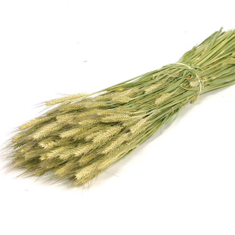 Dried Wheat Natural Bearded (100+ Stems)