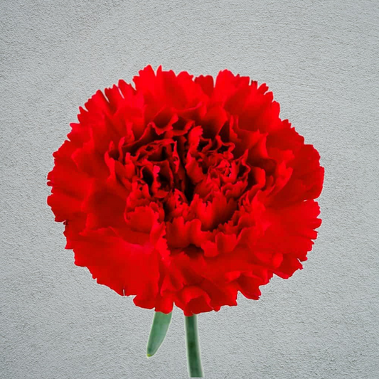 Carnation Red (25 Stems) (70cm)