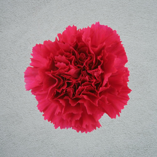 Carnation Hot Pink (25 Stems) (70cm)