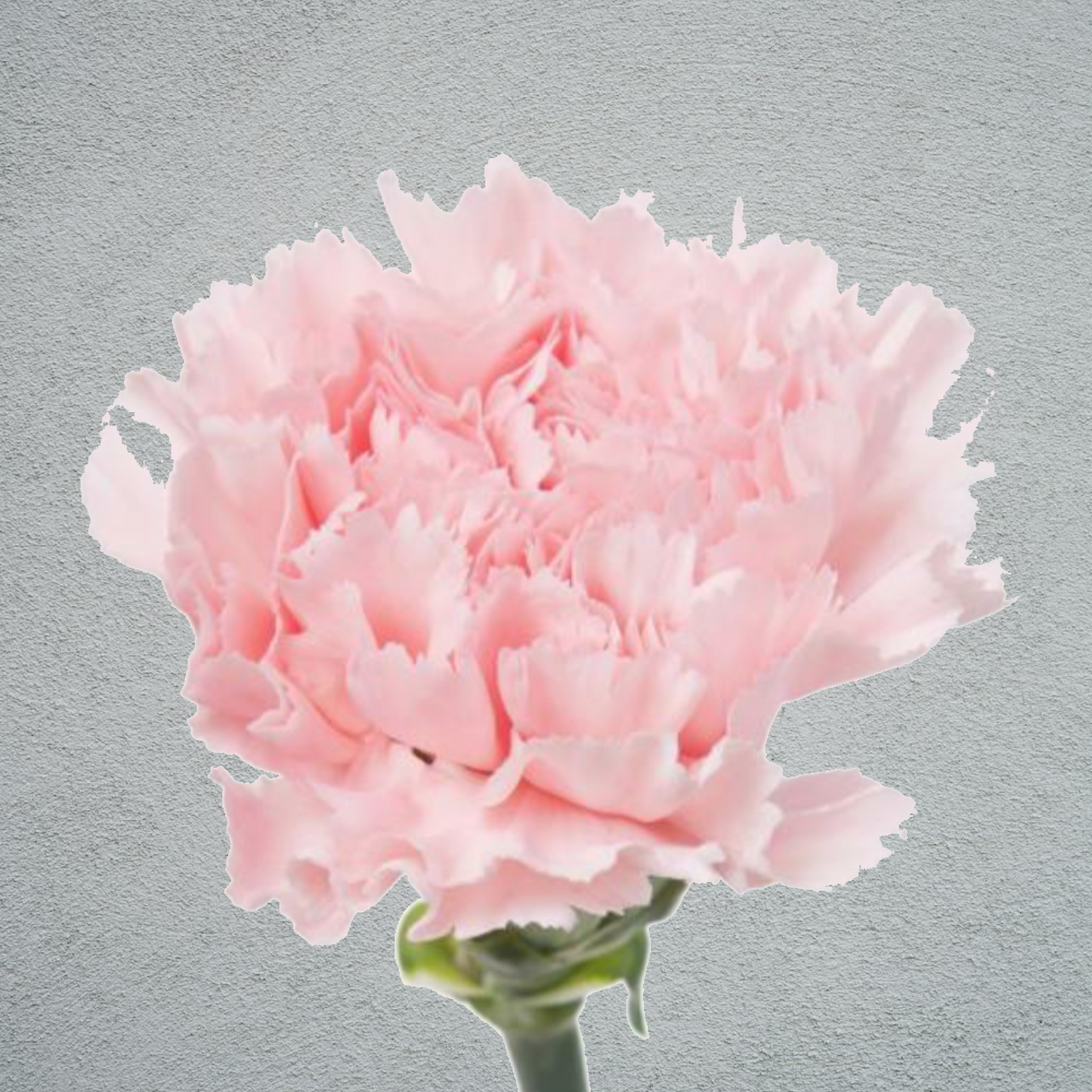 Carnation Light Pink (25 Stems) (70cm)