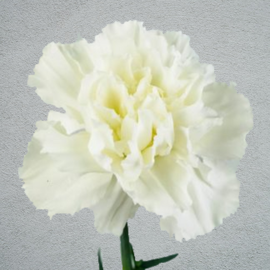 Carnation White (25 Stems) (70cm)