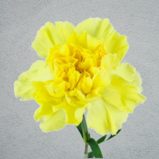 Carnation Yellow (25 Stems) (70cm)