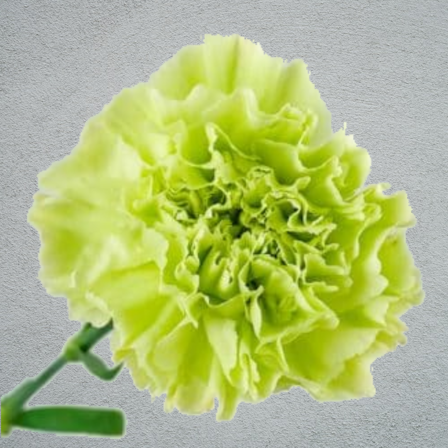 Carnation Green (25 Stems) (70cm)