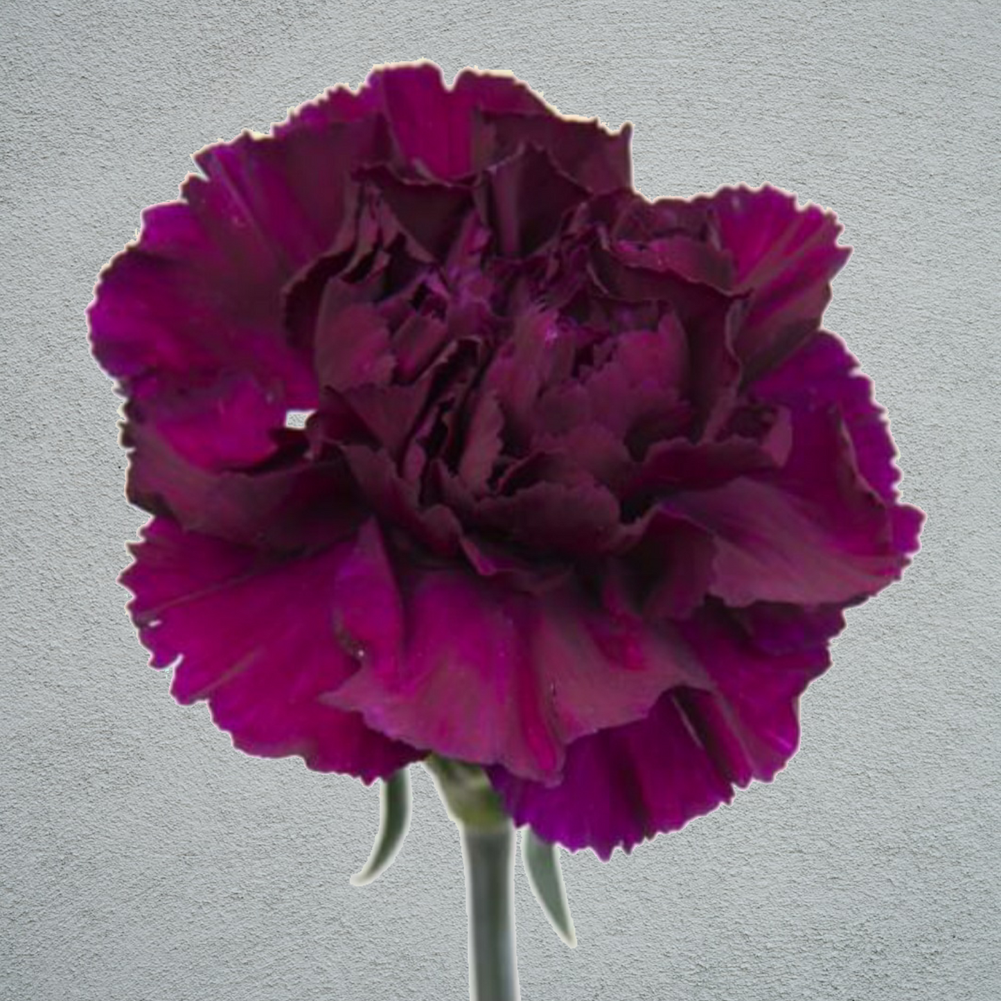 Carnation Purple (25 Stems) (70cm)