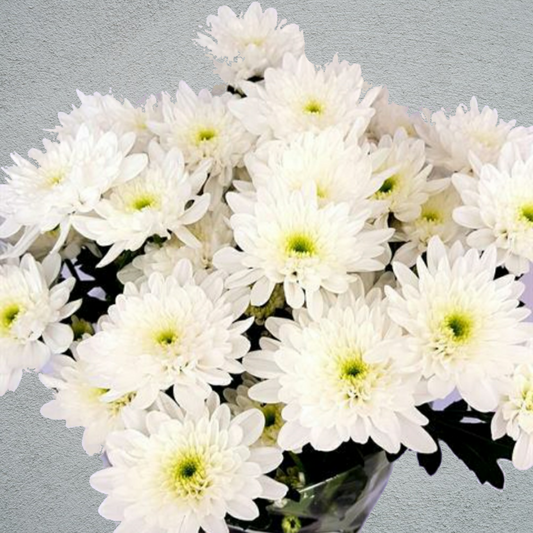 Chrysanthemum (Basing) White Double Bunch (70cm)(×5 Stems)