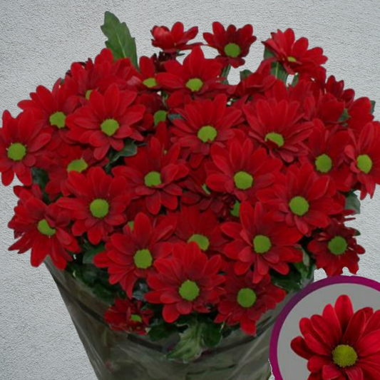 Chrysanthemum Red Bunch (70cm)(×5 Stems)