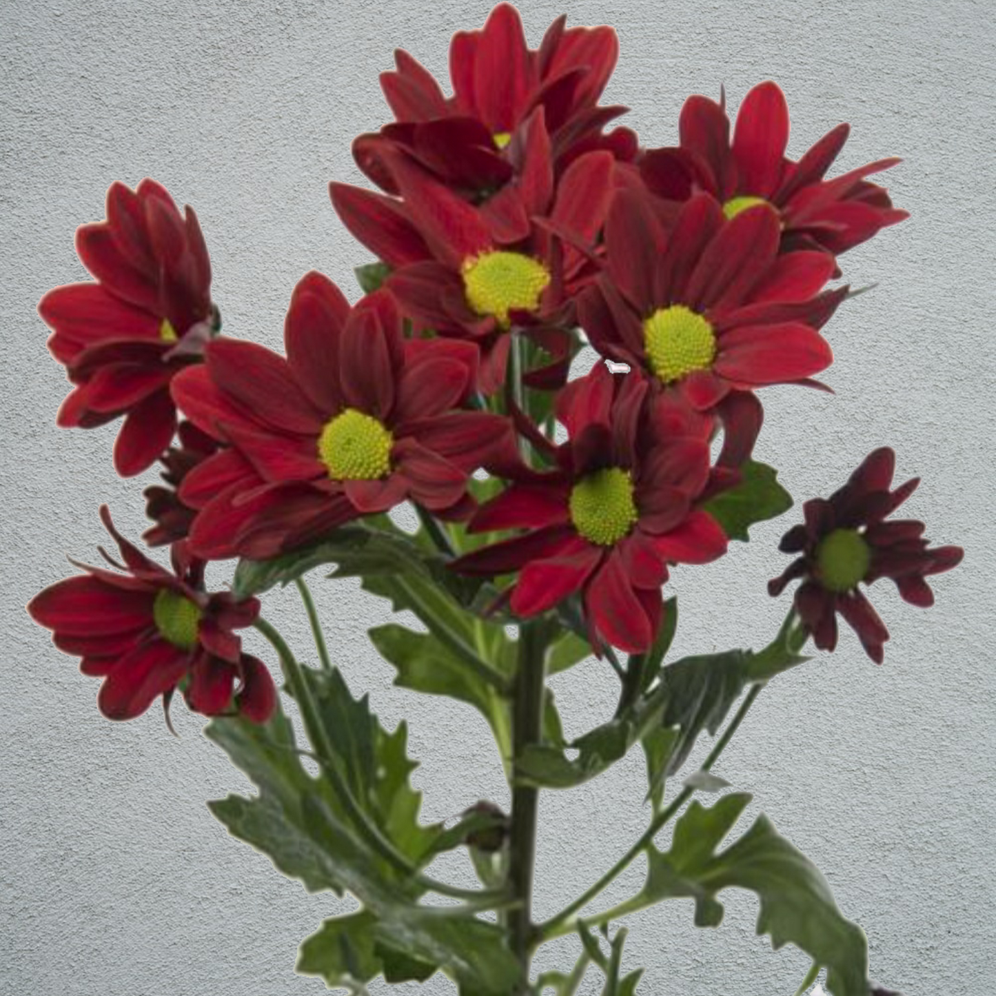 Chrysanthemum Red Bunch (70cm)(×5 Stems)