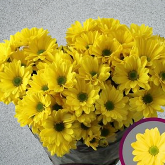 Chrysanthemum Yellow Bunch (70cm)(×5 Stems)