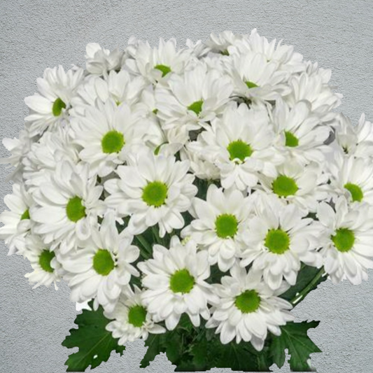 Chrysanthemum White Bunch (70cm)(×5 Stems)