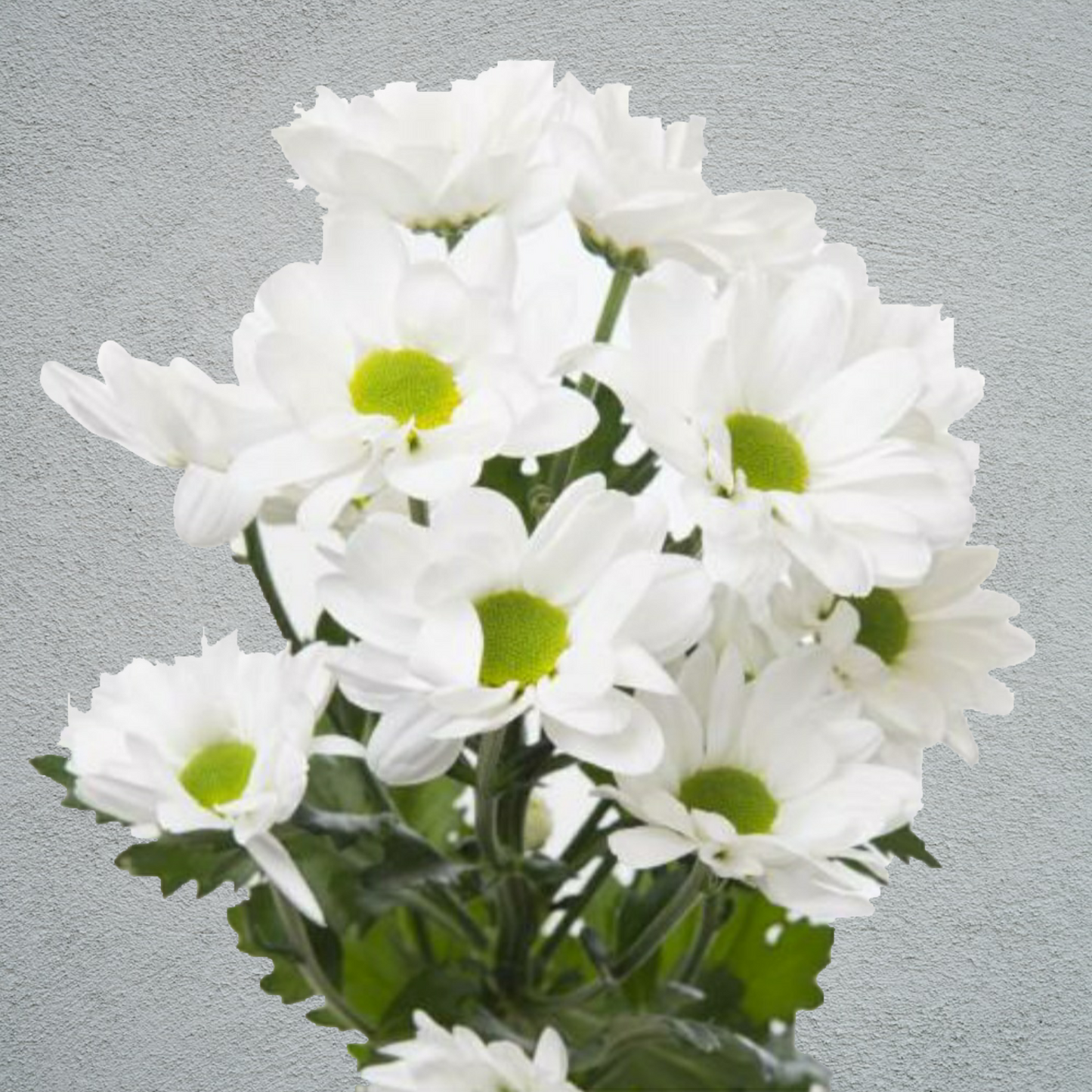 Chrysanthemum White Bunch (70cm)(×5 Stems)