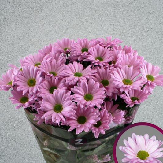 Chrysanthemum Pink Bunch (70cm)(×5 Stems)