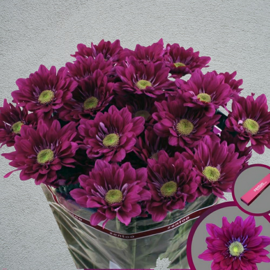 Chrysanthemum Purple Star Bunch (70cm)(×5 Stems)