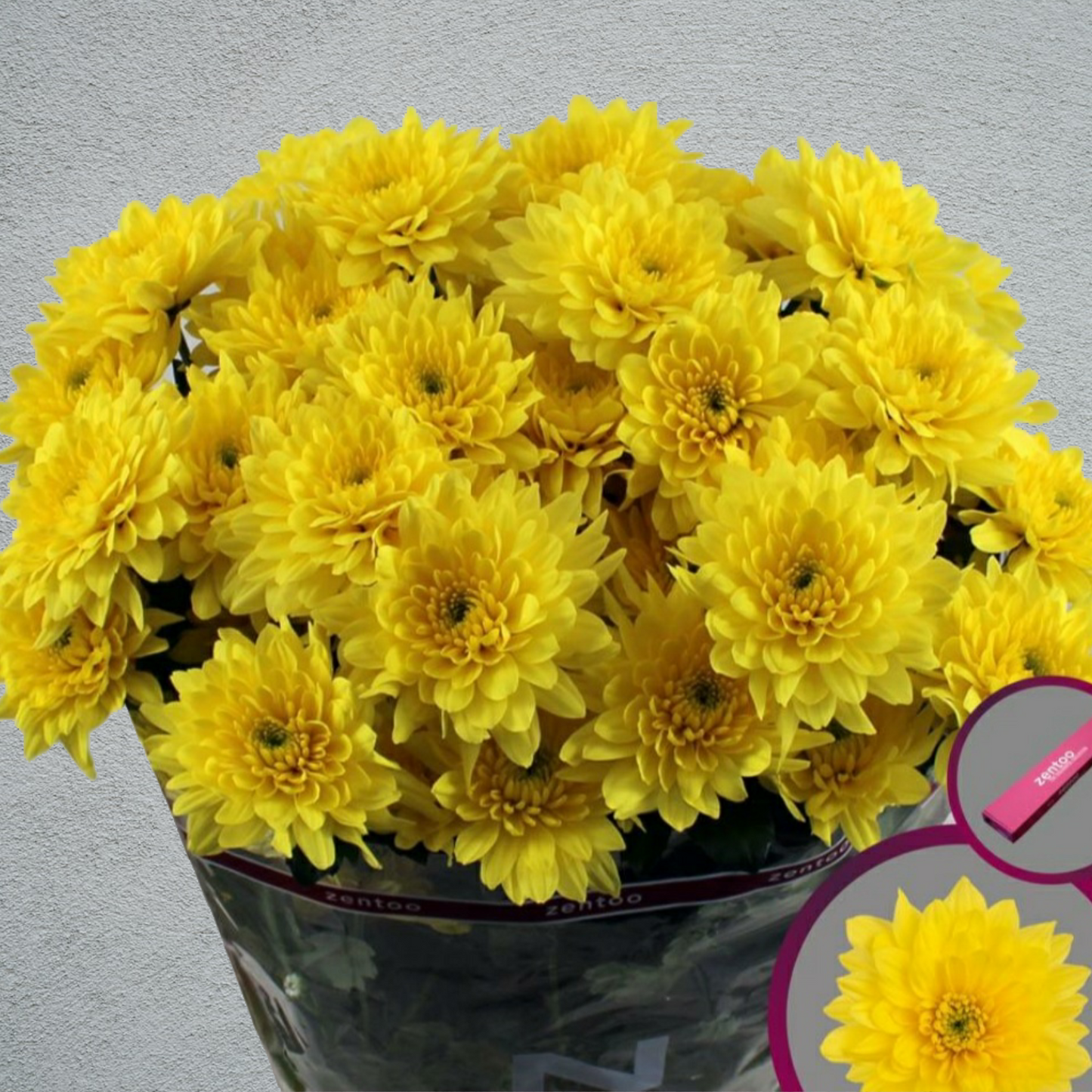 Chrysanthemum Yellow Double Bunch (70cm)(×5 Stems)